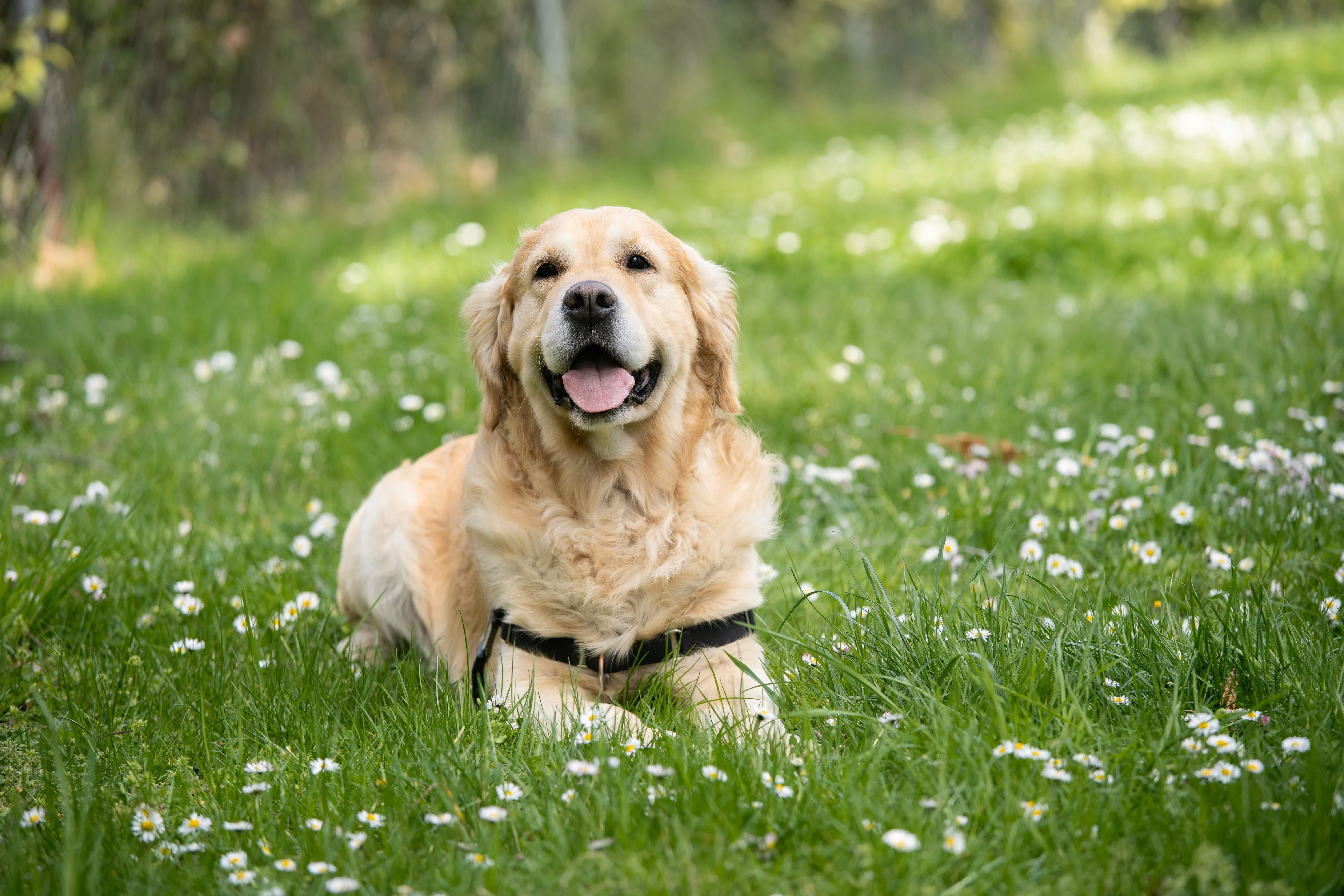 living-with-a-pocket-sized-tornado-my-life-with-a-jack-russell-terrier-image-0
